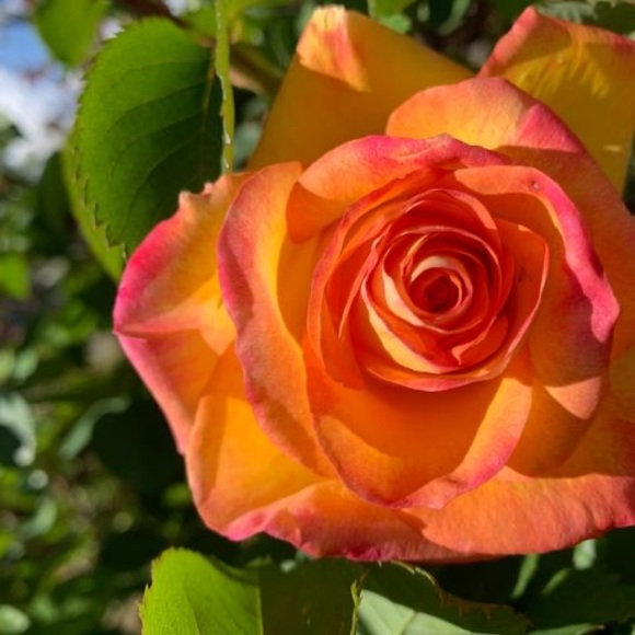 Meet your Posher, Diwata - Picture 1 of 1